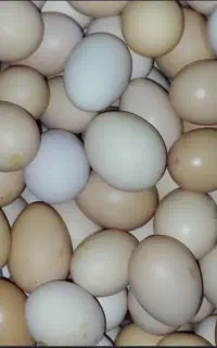 تخم مرغ