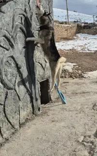 سگ هاسکی نر