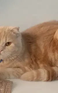 گربه