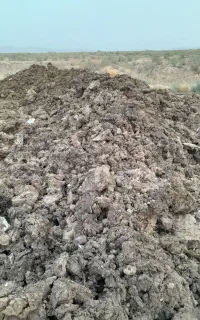 کود گاوی