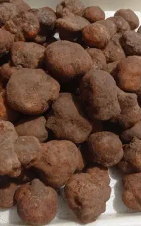 قارچ کوهی یا دنبالان
