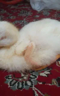 فروش اردک سفید
