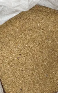 دیم مخصوص حیوان