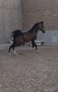 نریان عرب خالص