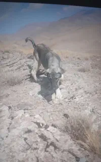 توله عراقی