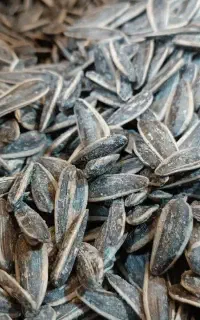تخمه آفتابگردان به شرط چاقو کی مخاد