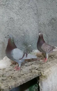 جفتگاه فروشی