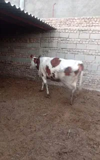 گستر وگاوبفروش میرسد