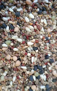 مخلوط اعلا کبوتری /جوجه کشی(خانه طیور)