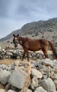 مادیون