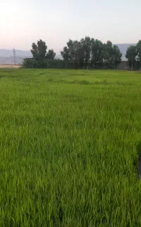 بذر یا تومه فجر