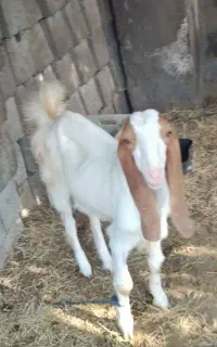 بز نر نژاد دار