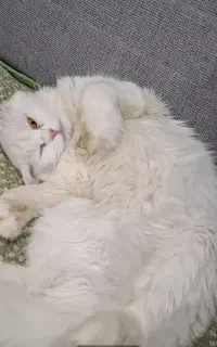 ماده آماده جفت گیری هستش نژاد آنگورا