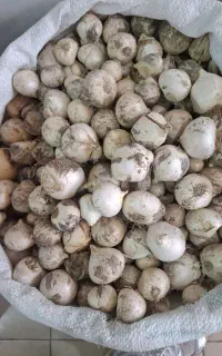 خریدار موسیر به قیمت روز