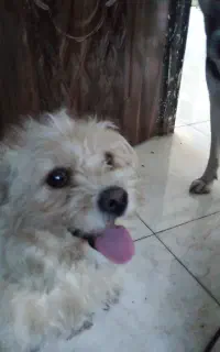 گمشده