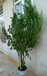 گل بنجامین زیبا