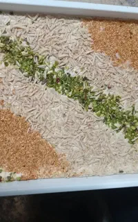حلواشکری/ ارده