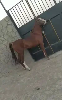 فروشی.معامله میکنم