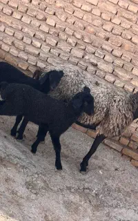 میش دوقول