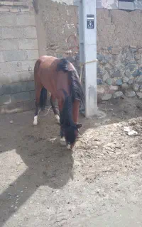اسب نریان جوان وسر حال