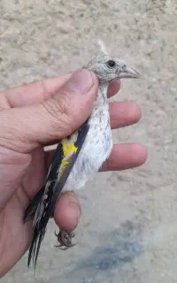جوجه سهره سوعه و سولو