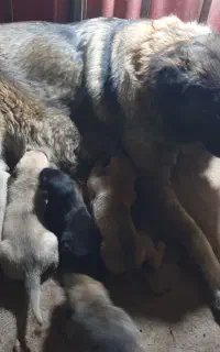 سگم گمشده