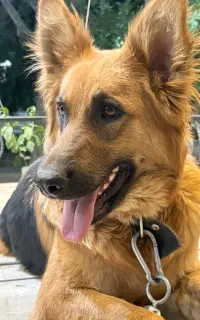 سگ ژرمن