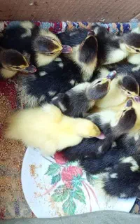 جوجه اردک خارجی