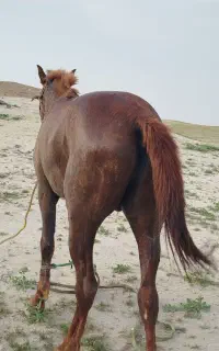 مادیانواسب