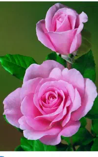 شرکت خدماتی و نظافتی دسته گل