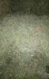 یونجه