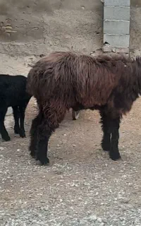 قوچ اصل ترکمن