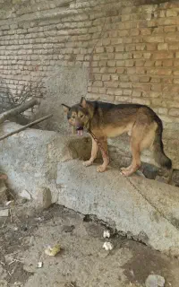 سگ نژاد میکس، ژرمن شولاین پلیسی و دینگو استرالیا