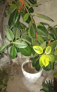 گل فیکوس