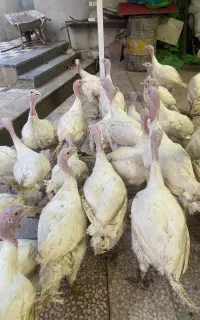بوقلمون سفیدبیوتی
