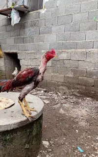 خروس لاری ۱۴ ماهه