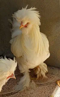 مرغ و خروس لهستانی