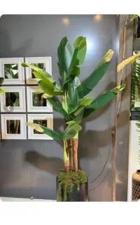 درخچه