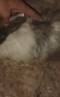 خرگوش لوپ بالغ حراج جفت 1200