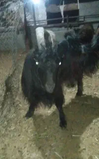 نربز