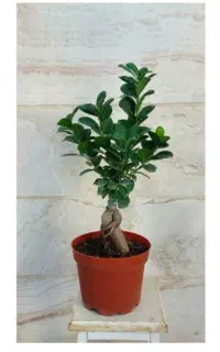 بونسای تنه دار