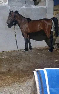 اسب عرب یکسر