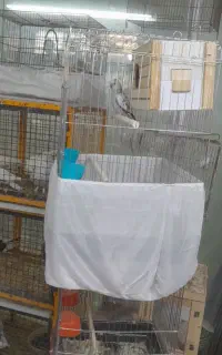 عروس هلندی گمشده