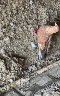 کله ای تا‌پ