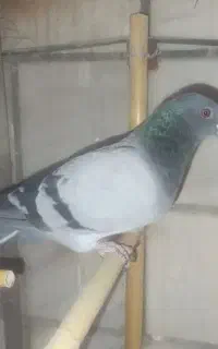کبوتر پلاکی ماده