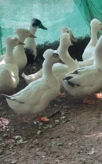 اردک کاکولی