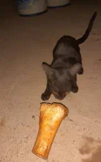 واگذاری گربه