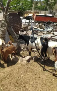 بز نر وماده و بزغاله