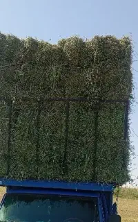 یونجه