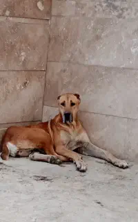 ماده دوساله